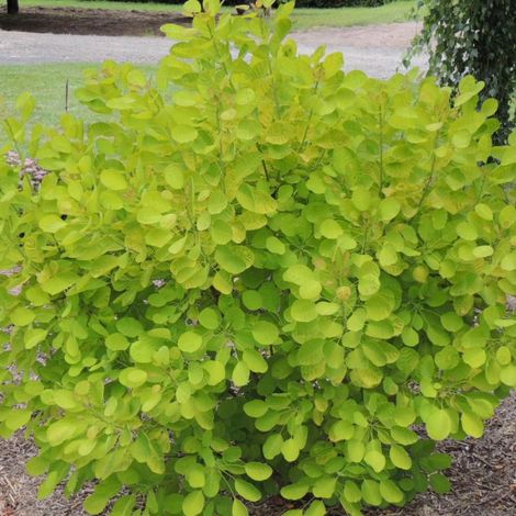 Arbre à perruque Doré Golden Lady® 'MINCOJAU3', Cotinus/Pot de 3L - 20/40 cm (1/5)