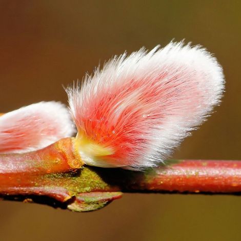 Saule pourpre nain, Salix/Pot de 4L - 20/40 cm (1/4)