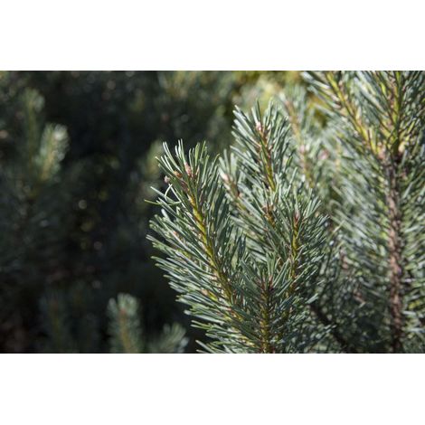 Silberkiefer 'Watereri' Pinus sylvestris 'Watereri' 15L 60- 70