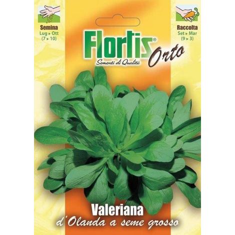 VALERIANA D'OLANDA