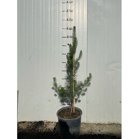 Pinus Sylvestris (Pino Silvestre) h 80cm foto reale