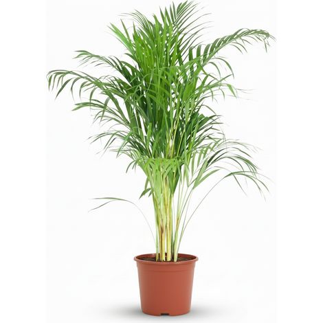 Palmier Areca Dypsis Lutescens Plante d'Intérieur Dépolluante Vert Hauteur 90-100 cm - PANGIVO (1/5)