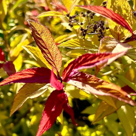 Spirée japonica firelight - Spiraea japonica firelight 20/30 cm Pot 3L