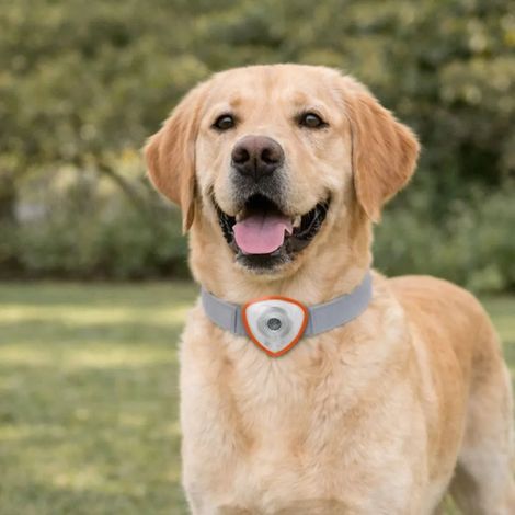 Répulsif électronique anti tiques et puces pour chien et chats orange (1/5)