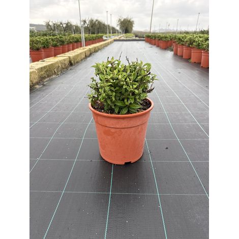 BUDDLEJA DAVIDII BUTTERFLY CANDY LITTLE CESP.24 PINK