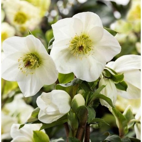 HELLEBORUS ICE N’ ROSES WHITE ROSA DI NATALE VASO 19CM