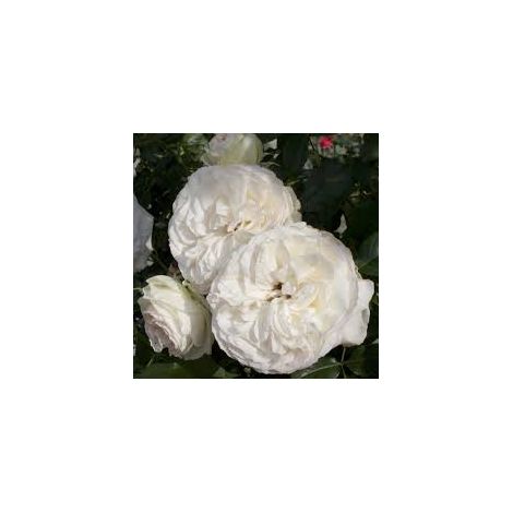 MEILLAND Rosa Palais Royal bianca rampicante rifiorente vigorosa elegante (1/4)
