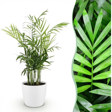 Chamaedorea elegans - Plante d'intérieur Palmier Nain Pet Friendly - Pot Blanc 12 cm - Hauteur 15 cm - PANGIVO (1/3)