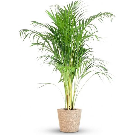 Palmier Areca Dypsis Plante d'Intérieur Dépolluante avec Panier en Jonc de Mer Naturel 100 cm Ø21 cm - PANGIVO (1/4)