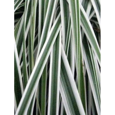 Laîche d'Oshima 'Everest' Godet de 8/9 cm