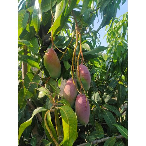 Pianta di Mango Valencia Pride – Varietà Tropicale dai Frutti Dolci e Succosi (1/5)