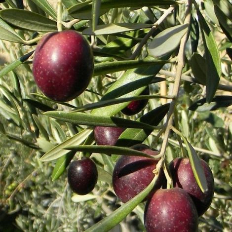 PIANTA DI ULIVO MAURINO  in vaso 20/fitocella età 2/3 anni (foto reali)