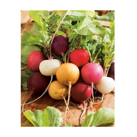 RADIS RONDS EN MELANGE - 10 G