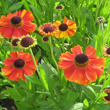 4 x Hélénie  - Helenium 'Kupferzwerg'  - godet 9x9 cm (1/5)