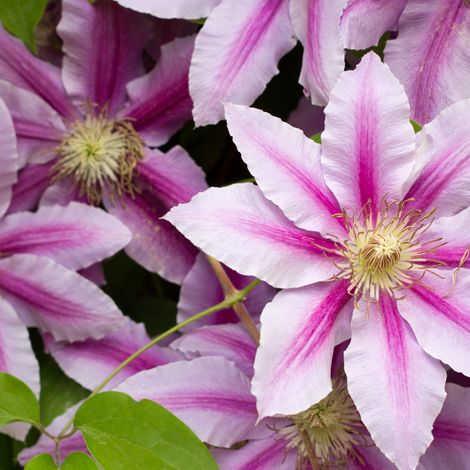 Clematite - Clematis Jan Pawel II 70cm (1/2)