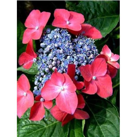 Hortensia 'Kardinal' Pot de 2L/3L (1/2)