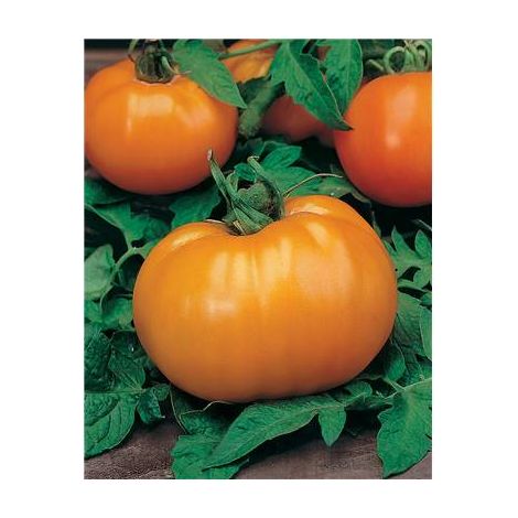 TOMATE ORANGE QUEEN - 0.1 G