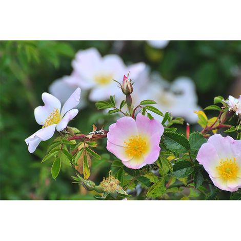 Papier peint panoramique floral pour cuisine Tapisserie panoramique tendance nature zen Papier peint panoramique salon vert, rose et blanc (1/2)