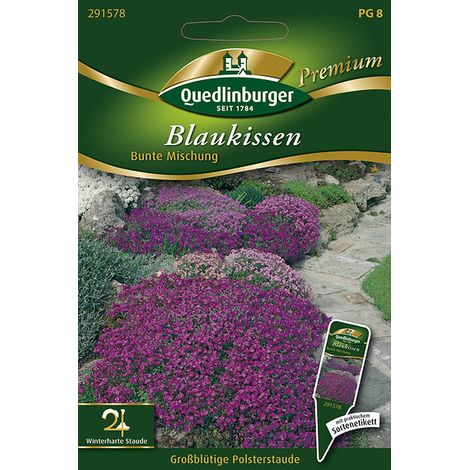 Quedlinburger Saatgut – Aubriète en mélange coloré – Graines de fleurs, vivace en coussins, hauteur env. 15 cm