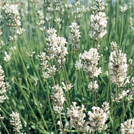 4 x Lavandin  - Lavandula intermedia 'Edelweiss'  - godet 9x9 cm