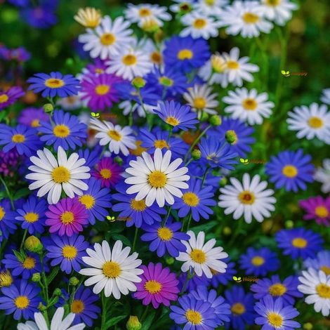 Kit complet – 2000 graines de marguerites multicolores – Fleurs doubles + engrais – Jardin, balcon (1/5)