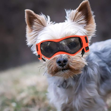 Lunettes de protection pour chien de race moyenne, lunettes de soleil pour chien de petite race, protection solaire et UV, sangles réglables - Taille S - Orange (1/5)