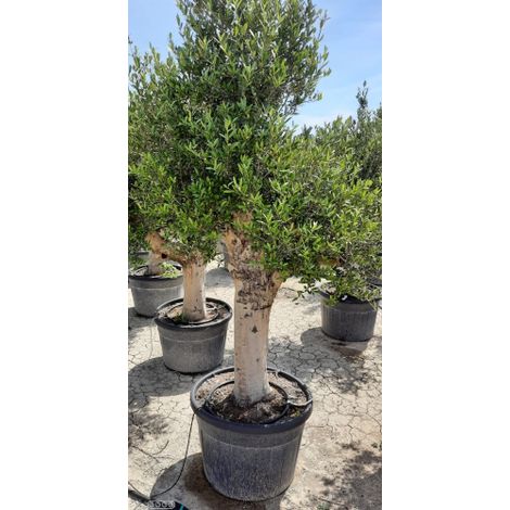 Ulivo olivo "Olea europea" bonsai in vaso 130 l circ. tronco 60/70 cm FOTO REALI