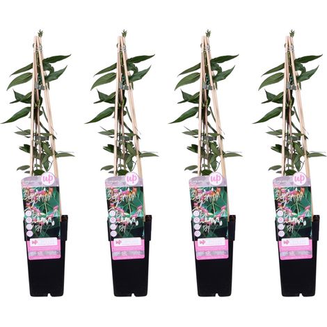 Chèvrefeuille de Henry Lonicera henryi Copper Beauty Plante Grimpante Persistante Lot de 4 H65 cm - PANGIVO (1/3)