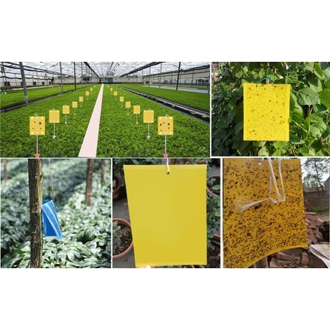 Pièges à Insectes, 50 Papier Collant Double Face, Jaune Sticky Papiers pour Blanc Feuille de Mouches pour Anti-Insecte Anti Blanc Feuille de Mouches, Mites Jardin Plante Fleur Fruits (1/4)