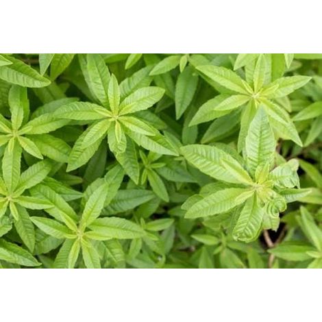 20Gram - citronella citriodora leaves (dried on order) Medicinal