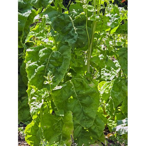 Arroche des jardins 'Verte' le sachet de 800 graines (4g)