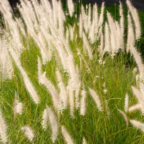 Herbe aux écouvillons Hameln Gold' - Pennisetum alopecuroides Hameln Gold' pot 3L (1/2)