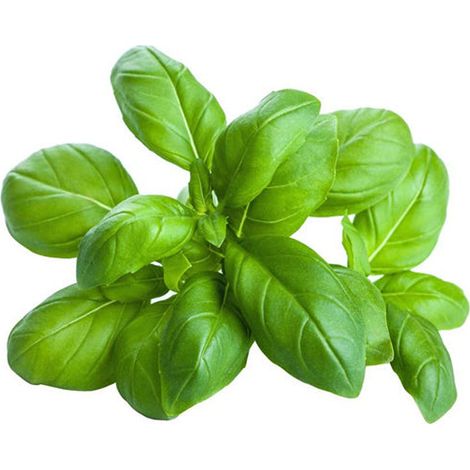 Semi di basilico "Italiano classico" piante per orto e giardino