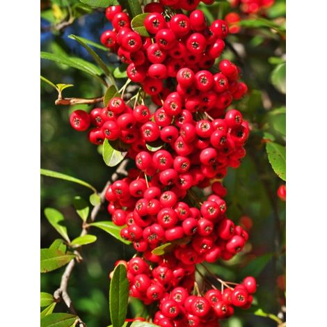 Buisson ardent 'Saphyr Rouge® 'cadrou' ' Pot de 7,5L/10L