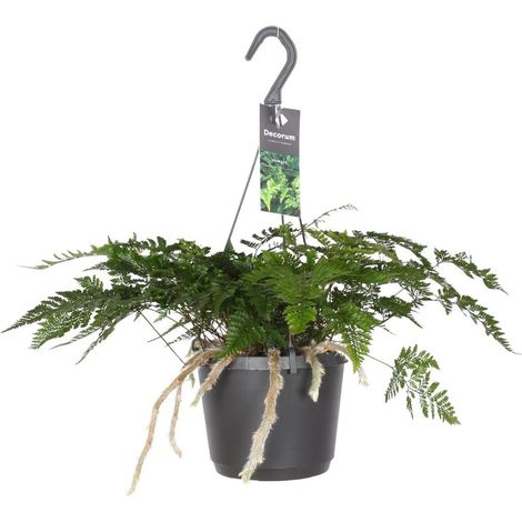 Davallia Bullata Fougère d’intérieur plante verte décorative pot 17 cm hauteur 30 cm - PANGIVO (1/4)