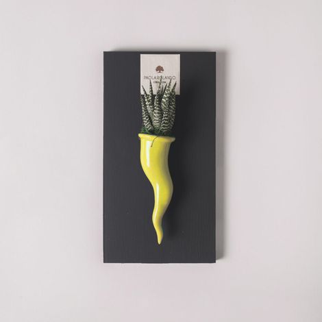 Pianta grassa succulenta in vaso ceramico artigianale Cornetto - Giallo
