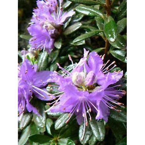Rhododendron  'Gristede' Pot de 2L/3L (1/2)