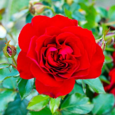 Rosier 'La Sevillana'