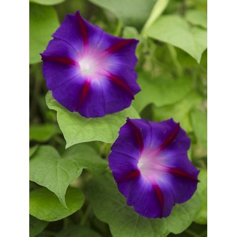 Volubilis 'Star of Yelta' le sachet de 30 graines (1g) (1/2)