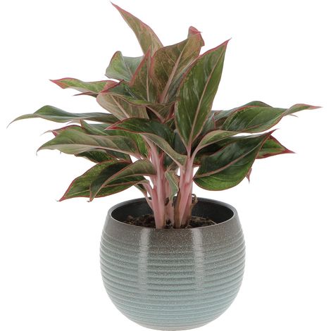 Aglaonema Light Star con Vaso in Ceramica Wild Sea - Pianta Vera Purifica Aria - H 30-40 cm Vaso Ø 12 cm (1/2)