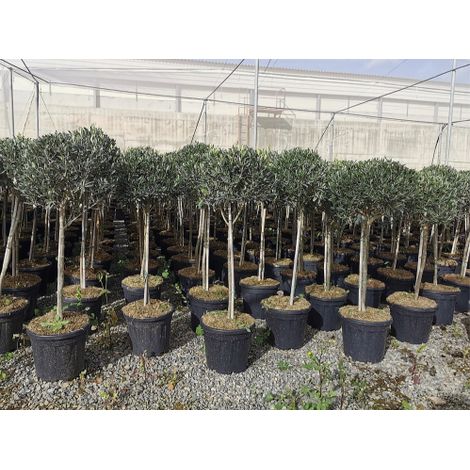 Ulivo Olivo varieta' Leccino "Olea europea" bellissimi esemplari ad alberello cfr tronco 9/11 cm pianta in mastello ø40 cm h. 150/200 cm FOTO REALI