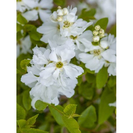 Arbre aux perles 'Lotus Moon' Pot de 3L/4L (1/3)