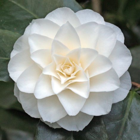 Camelia bianca "Camellia japonica Purity" pianta in vaso 9 cm