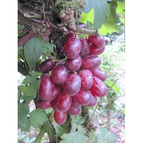 Vigne 'Rhea' Pot de 7,5L/10L, Tige de 70 cm