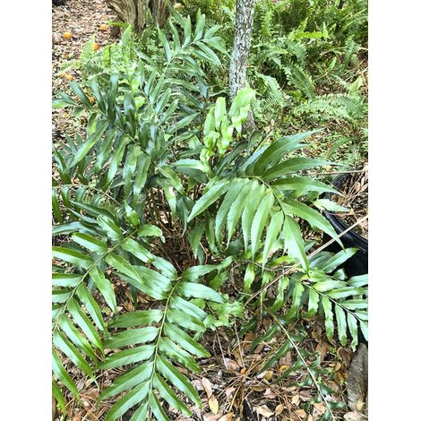 Aspidie devexiscapulae Pot de 2L/3L (1/2)