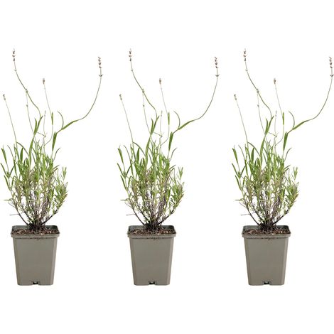Bloomique - Lot de 3 - Lavandula Munstead - Lavande véritable - Rustique - Parfumée - Vivace - Hauteur 10-20 cm - Pot 9 cm (1/5)