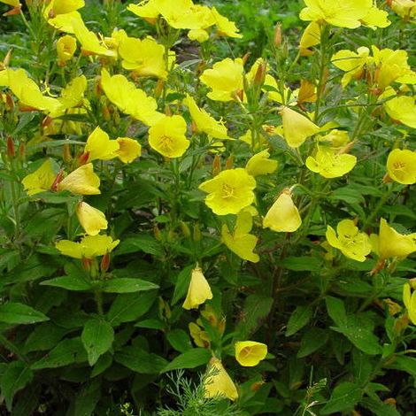 4 x Œnothère  - Oenothera fruticosa 'Sonnenwende'  - godet 9x9