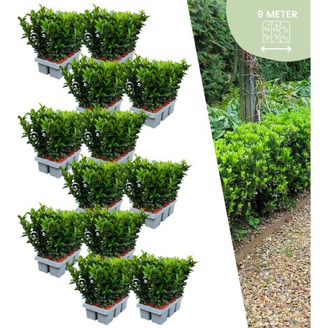 Lot de 72 Plantes Euonymus Green Spire Fusain du Japon pour Haie et Bordure Ø 7 cm H 15 cm - PANGIVO (1/5)