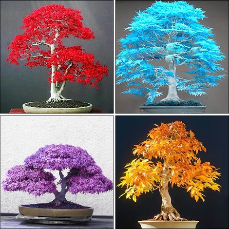 [Graines de Bonsaï] Maple Seeds Graines de 20 Érable Bleu Japonais Rare pour Décor Jardin Plante Facile Cultiver Taille Moyenne Grande (1/4)