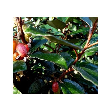 Planta Resistente Elaeagnus X Ebbingei. Altura 30 - 40 Cm (1/2)